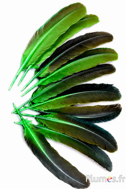 Blauwe pauw - 30-40 cm - lime-bruin